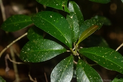 Acronychia pauciflora
