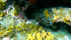 Palythoa grandiflora