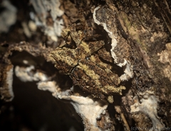 Poropterus angustatus