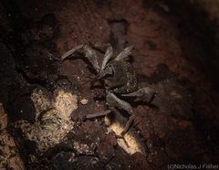Onidistus araneus