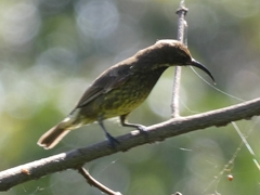 Chalcomitra senegalensis