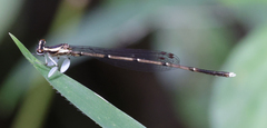 Platycnemididae