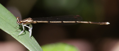 Platycnemididae
