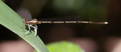 Platycnemididae