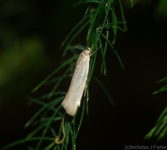Oecophorinae