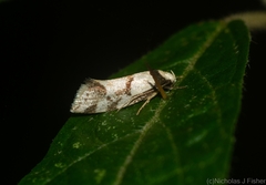 Coesyra hemiphragma