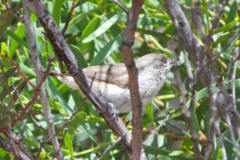 Acanthiza uropygialis