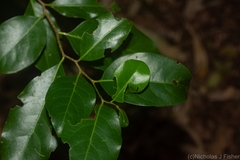 Casearia multinervosa