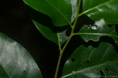 Casearia multinervosa