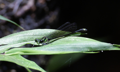 Pseudagrion