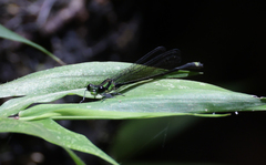 Pseudagrion