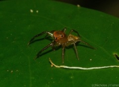 Prostheclina pallida