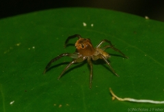 Prostheclina pallida