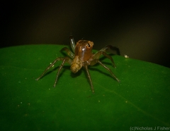 Prostheclina pallida