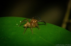 Prostheclina pallida