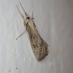 Evergestis isatidalis
