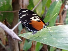 Heliconius hecale melicerta