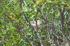 Acanthiza uropygialis