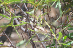 Acanthiza uropygialis