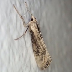 Evergestis isatidalis