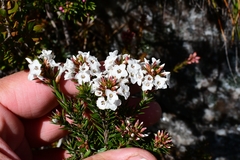 Epacris
