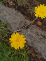 Hypochaeris radicata