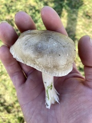 Clitocybaceae
