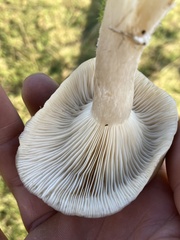 Clitocybaceae