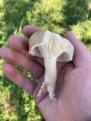 Clitocybaceae