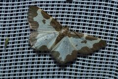Lomaspilis marginata