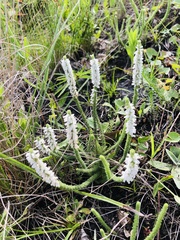 Erica aspalathifolia