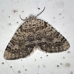 Colostygia multistrigaria