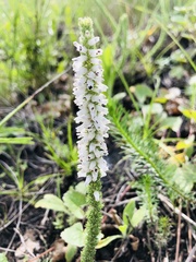 Erica aspalathifolia