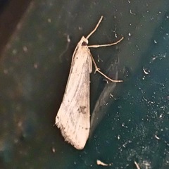 Evergestis isatidalis