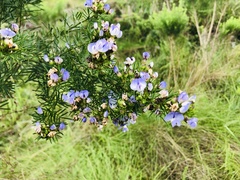 Psoralea arborea