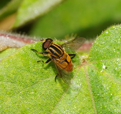 Mesembrius hilaris