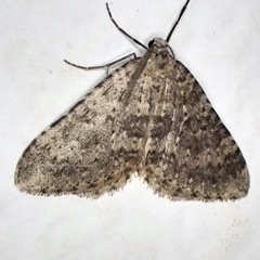 Colostygia multistrigaria