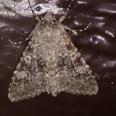 Polymixis xanthomista