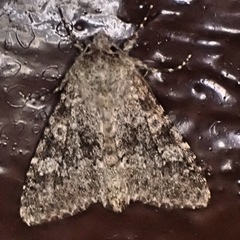 Polymixis xanthomista