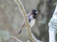 Spermestes cucullata