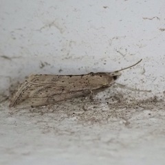 Evergestis isatidalis