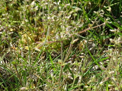 Cerastium semidecandrum