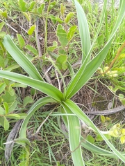Hypoxis obtusa