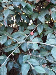 Cotoneaster simonsii