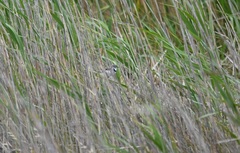 Epthianura albifrons