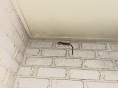 Cyclodomorphus gerrardii