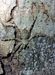 Pandercetes
