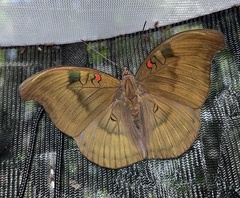 Dophla evelina