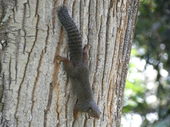 Heliosciurus rufobrachium