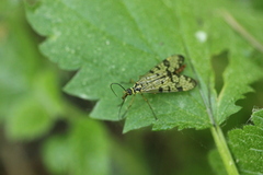 Mecoptera